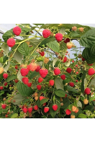 Tüplü Yüksek Verimli Aromatik Aksu Pembesi Ahududu Fidanı