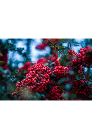 Tatlı Ve Lezzetli Için Kaliteli Üvez Fidanı 60 80 Cm