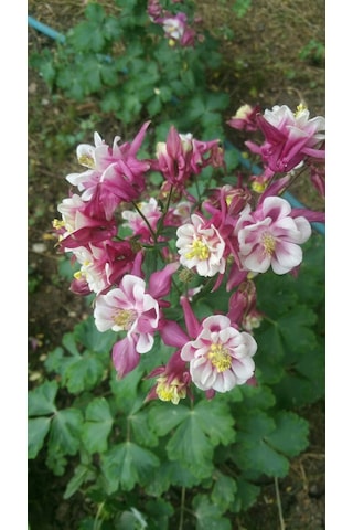 Haseki Küpesi Tohumu 20 Adet