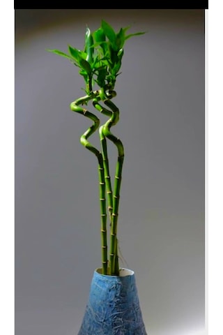 Bitkitürk-şans Bambusu 65 95 Cm
