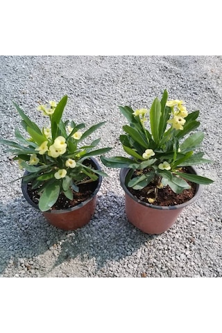 Sarı Euphorbia Milii - Dikenler Tacı Saksıda Küçük 3975