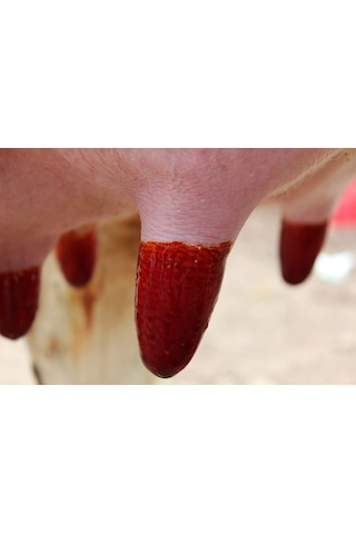 Royal Masdisin İobar İyotlu Sağım Sonra Meme Dezenfektanı 20Litre