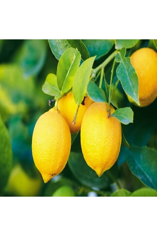 Tüplü Aşılı Yüksek Verimli Yediveren Limon Fidanı