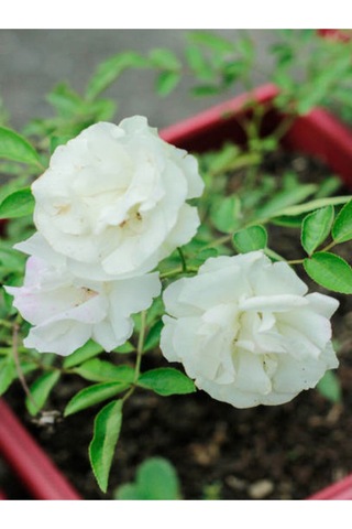Chopin Gül Beyaz Renkli 40 60 Cm 1 Adet Saksılı Bahçe Güzeli Aşılı Gül White Rose