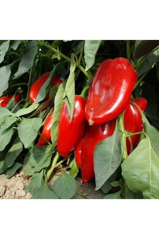 Jalapeno Biberi 30 Adet Tohum + Kırmızı Kapya Biber 30 Adet Tohum + Torf + Saksı - Set