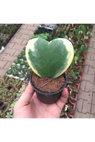 Hoya Kerrii 'Variegata' (Mum Çiçeği) Ø5,5 CM Y0-10 CM