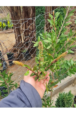 Saksılı Fırça Çalısı Fidanı 3 Yaş (callistemon Laevis)
