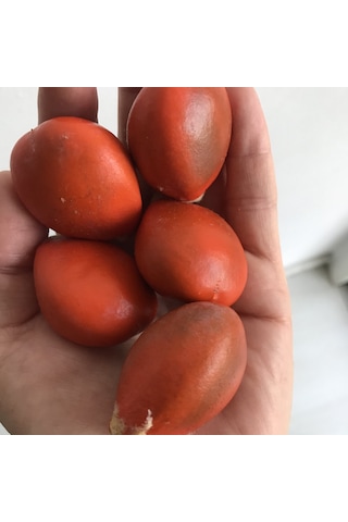 Taze 5 Tane Japon Palmiyesi Cycas Tohumu