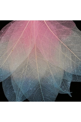 Suntek 50 Parça Doğal Manolya İskelet Yaprak Yaprak