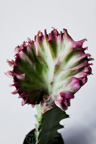 Euphorbia Lactea Cristata Variegata Özel Seri Koleksiyon Aşılı Form 5.5 Cm Saksıda 1 Adet