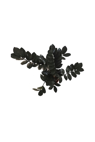 Zamioculcas Raven (Zeze Çiçeği) 12 CM Y35-40 CM