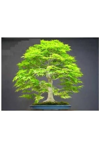 Nadir Ithal Bodur Redwood Bonzai Ağacı Tohumu Ekim Seti 5 Tohum Saksı Toprak Kombin