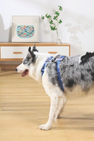 Gentle Dog Göğüs Tasması Blue M