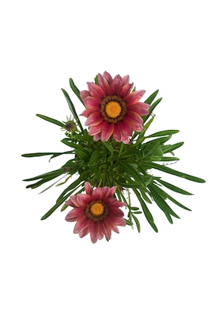 Gazanya Çiçeği/ Gazania Rigens Saksılı 30-50cm 2 Adet Çiçeksiz