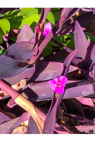 Videolu Telgraf Çiçeği Kara Sevda 20 40 Cm 1adet Saksılı Çiçekli Iç Dış Mekan Bitkisi Tradescantia