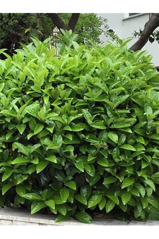 Kartopu Viburnum Lucidum 1 Adet 50-70 Cm Saksılı Dış Mekan Bahçe Peyzaj Çit Bitkisi