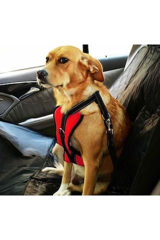 Köpek Araç Emniyet Kemeri Ve Tasması Arnav Kırmızı, Xl Çok Renkli