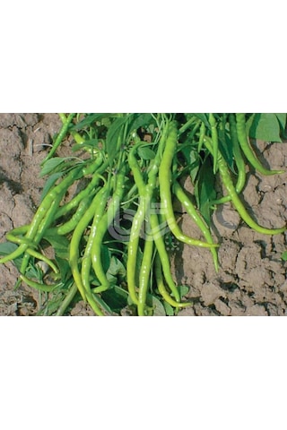 Biber Tohumu İnce Sivri Kıl Tatlı 25 GR Ort 3000 Adet Tohum