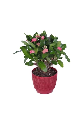 Ebruli Kırmmızı Dikenler Tacı Euphorbia Milii 10-20 Cm