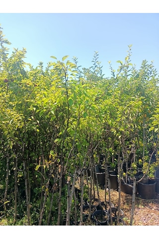 Yeşil Deniz Fidancılık Tüplü Ankara Armut Fidanı 100-150 Cm