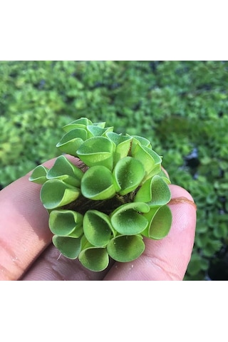 Salvinia Cuculatta 2 Kök Su Üstü Bitkisi 2 Adet