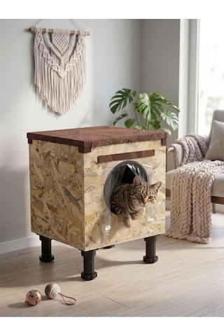 Kedi Yuvası Kedi Barınağı Kedi Evi