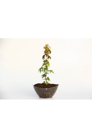Bonsai Japon Akçaağacı Acer Palmatum Saydam Saksıda