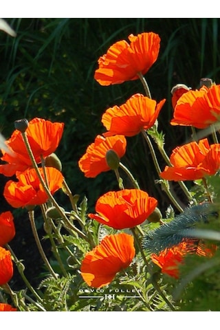 Turuncu Gelincik Çiçeği Tohumu Doğal 30 Tohum