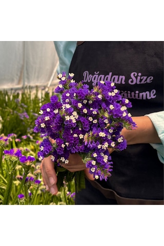 Deniz Lavantası Limonium Siniuatum-1 Demet