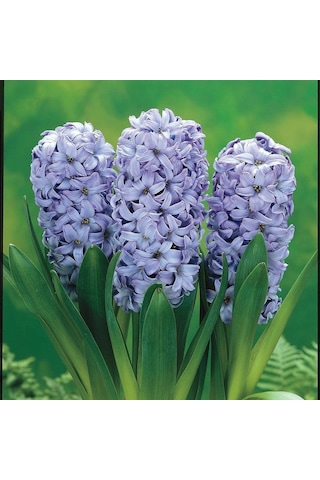 İthal Sümbül Soğanı Mavi Hyacinth Blue
