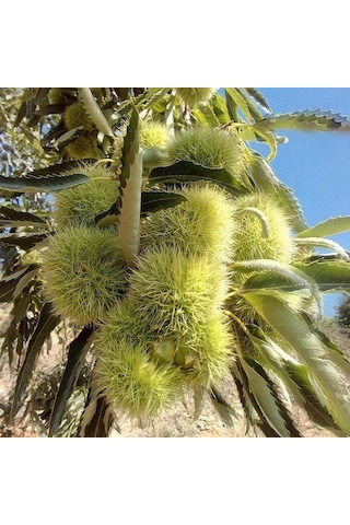 Tüplü Aşılı Soğuklara Dayanıklı Tahta Yüksek Verimli Kestane Fidanı