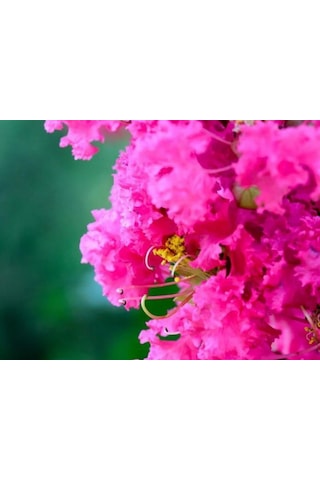 Pembe Oya Ağacı Fıdanı 80 CM Saksılı