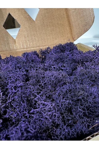 Reindermoss Şoklanmış Norveç Yosunu Terarium Yosunu Mor 500 Gr.