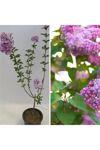 Kokulu Leylak Çiçeği Fidanı 1 Adet Saksılı 30-60cm+mor Oya Fidanı 30-60cm