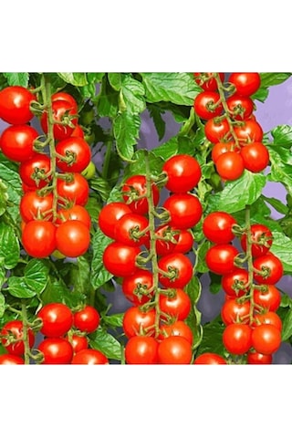 Domates Cherry Çeri Tohumu 100+ Adet Tohum Balıkesir