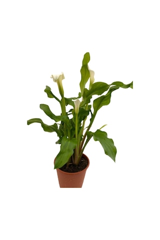 Gelin Çiçeği Gala Çiçeği Beyaz 15-25 Cm