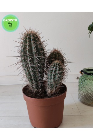 Pachycereus Pringlei Meksika Kaktüsü 1 Adet