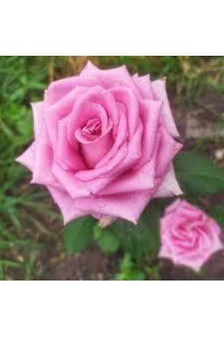 5 Adet Tohum Nadir Organik Pembe Isparta Gül Tohumu Reçellik Kokulu Pembe Gül Tohumu Hediye Tohum