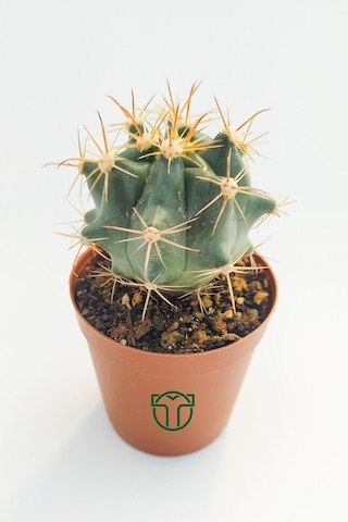 Ferocactus Horridus Kaktüs - 5.5 Cm Saksıda