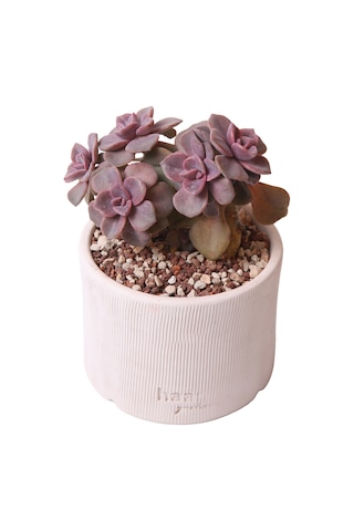 Echeveria Mrs Richards - Sukulent Haangarden