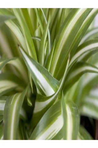 Videolu Kurdele Çiçeği 20-30 Cm Saksılı Çiçekli Bodur Bitkiler Chlorophytum Comosum