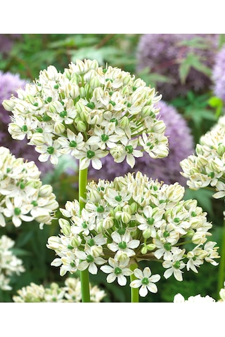 Allium Multibulbosum Lale Soğanı 10 Adet