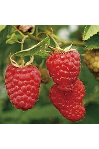 Ahududu Dikensiz Sarı+pembe+kırmızı 3 Adet