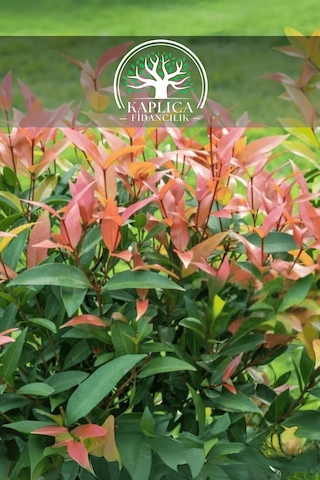 Alev Çalısı Fidanı Çit Bitkisi Photinia 80-90 Cm