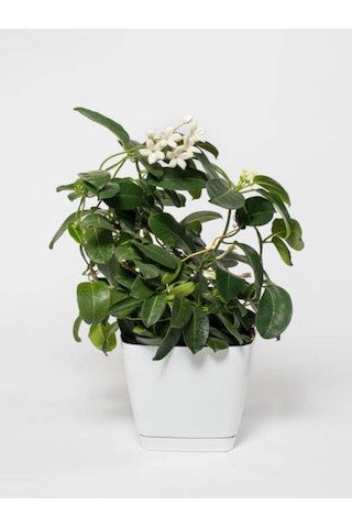 Videolu Anneler Gününe Özel Gardenya Kokulu 30 40 Cm 1 Adet Saksılı Iç Mekan Bitkisi Gardenia