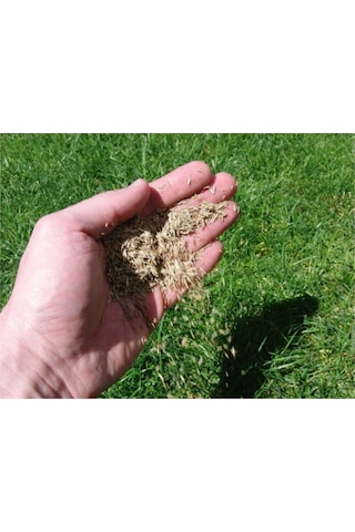 Agrobazaar Bermuda Çim Tohumu Uganda Çim Tohumu 1 Kg