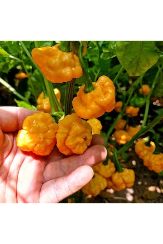 Doğal Geleneksel Ksps Khangstar Çok Acı Biber Tohumu 10 Tohum