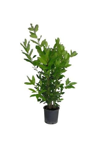 Kokulu Defne Çalısı Fidanı+viburnum Kartopu Çiçeği 2'li Set Saksılı Bahçe Bitkisi