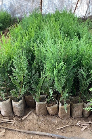 Serada Decor Plant 40 Adet Küçük Torbada Leylandi Fidanı Çit Çamı 15-25cm Soğuğa Dayanıklıdır.