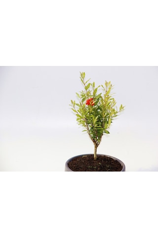 Bonsai Punica Süs Narı 3 Adet - Grey Serisi 3179